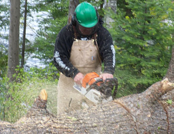 cutting a log