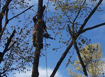 in a tree