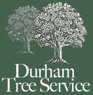 Home: Durham Tree Services