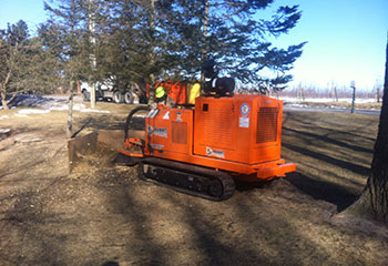 Stump Removal