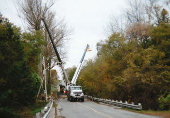 Tree Removal